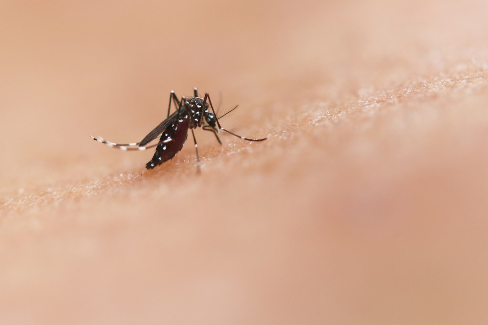Close-up of an Aedes mosquito with white-banded legs feeding on human skin